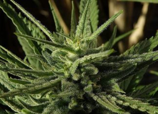 Knesset votes to approve exporting of medical cannabis Cannabis flower. Credit: Max Pixel/Creative Commons.