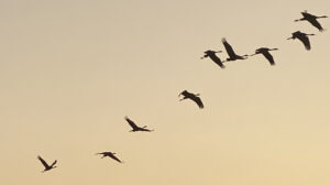 Cranes Flying
