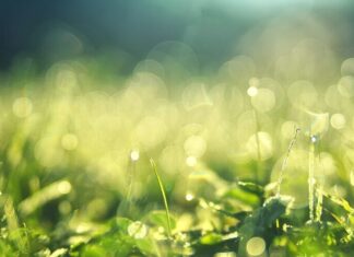 Lessening the labor of Labor Day Rosh Hashanah Summer morning dew. Credit: Pixabay.