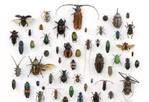 Yiddish Word of the Week – Verter fun der Vokh: Insectos – Insects / אינסעקטן