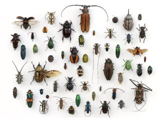 Yiddish Word of the Week – Verter fun der Vokh: Insectos – Insects / אינסעקטן